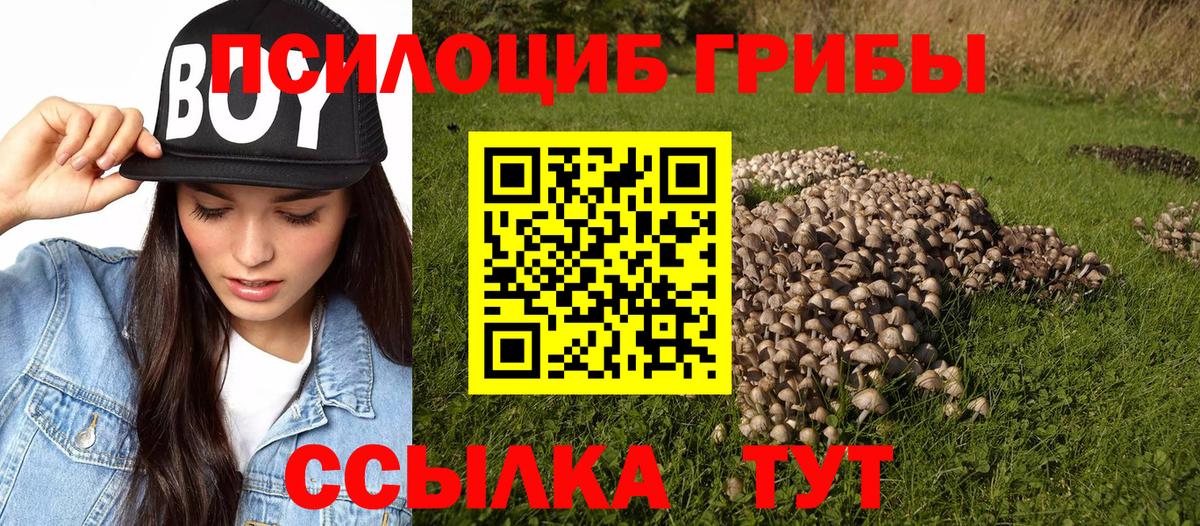 Галлюциногенные грибы Psilocybe  Вход с VPN  Лениногорск 